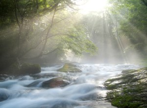 Cascading Stream under Sunlight in Forest